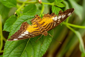butterflies Grevenmacher